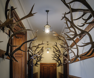 Stags at Sandside House