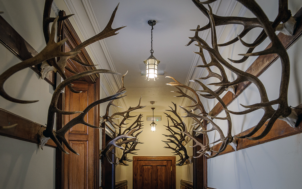 Stags at Sandside House